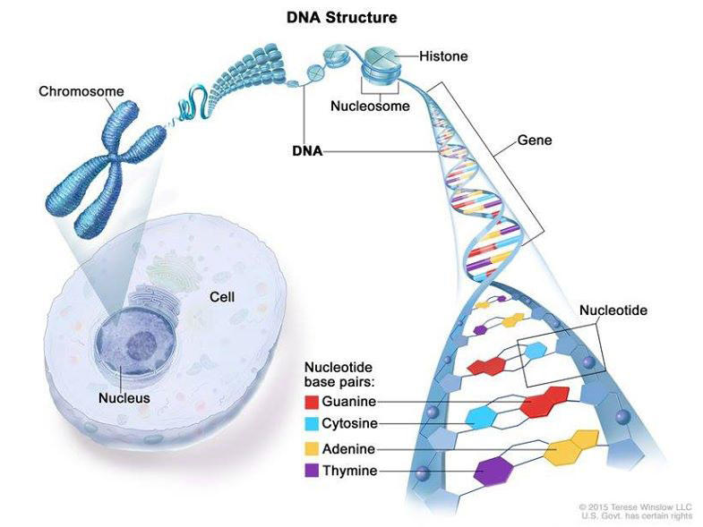 Diagram showing a breakdown of DNA structure, going from nucleus and cell to showing the chromosome and the parts that make up DNA, including genes and nucleotides.