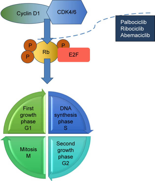 How CDK4/6 inhibitors block cell cycle progression by targeting Rb and E2F.