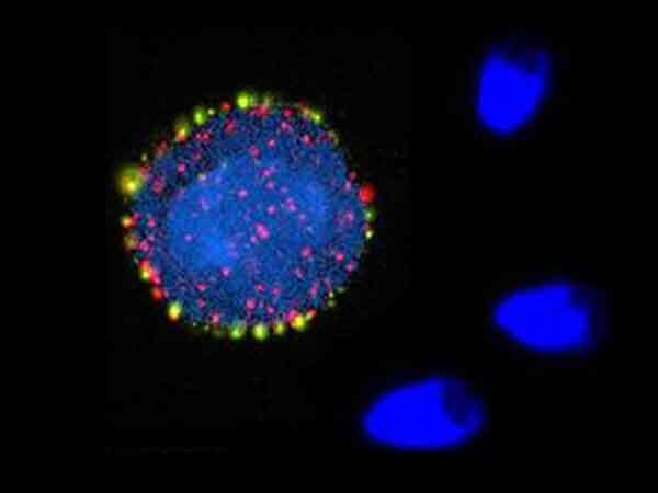 A microscopic image shows a cell with a bright blue nucleus surrounded by red and yellow markers, highlighting specific structures or proteins within the cell. The dark background enhances the vivid colors.
