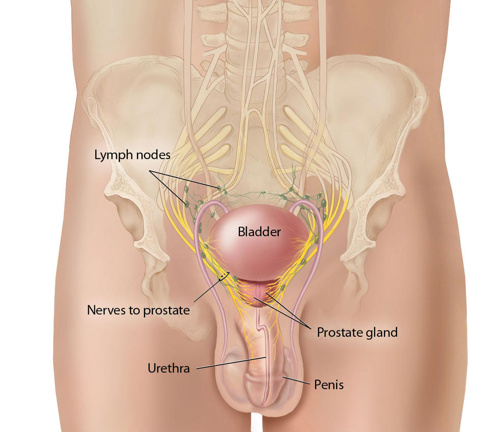 Illustration of a male genitourinary system which labels the bladder, prostate gland, penis, urethra, nerves to prostate and lymph nodes. The pelvis and bottom of the spine are also shown.