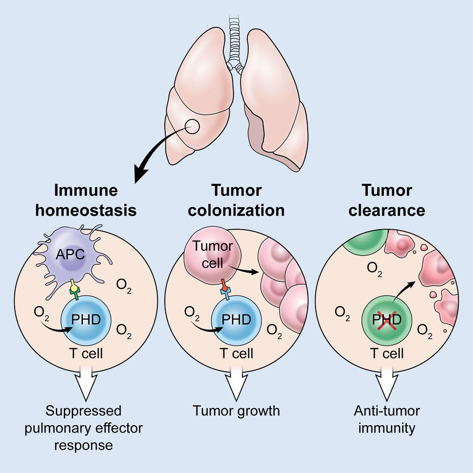 Medical diagram showing lung cancer progression and immune response, illustrating three stages: immune homeostasis with suppressed effector response, tumor colonization with growth, and tumor clearance with anti-tumor immunity. Shows T cells, tumor cells, and PHD proteins in different oxygen environments.