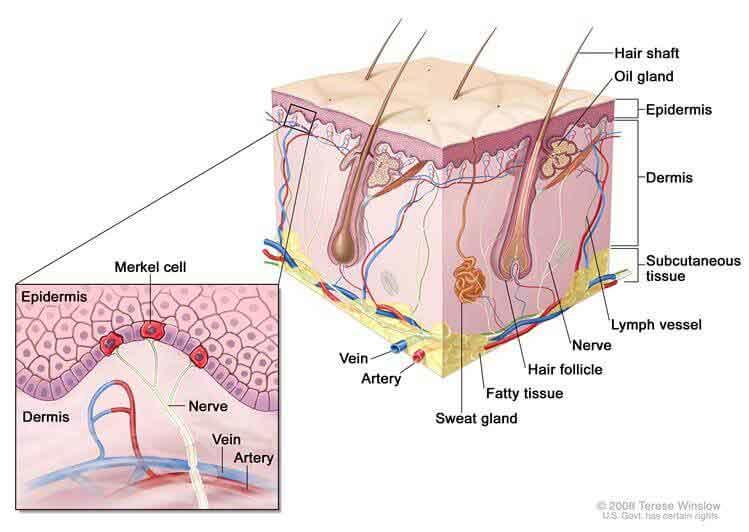 An illustrated cross section of the different layers of skin and their components, labeling the hair shaft, oil gland, epidermis, dermis, subcutaneous tissue, lymph vessel, nerve, hair follicle, fatty tissue, sweat gland, artery, and vein. An inset box shows three red Merkel cells connected to a vein between the epidermis and dermis.