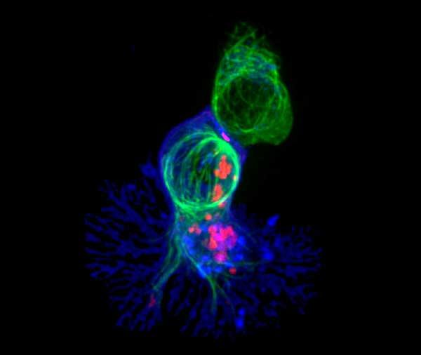 A killer T cell (blue) engaging a target cell, with cell-killing molecules (red) traveling along the target cell's cytoskeleton (green).