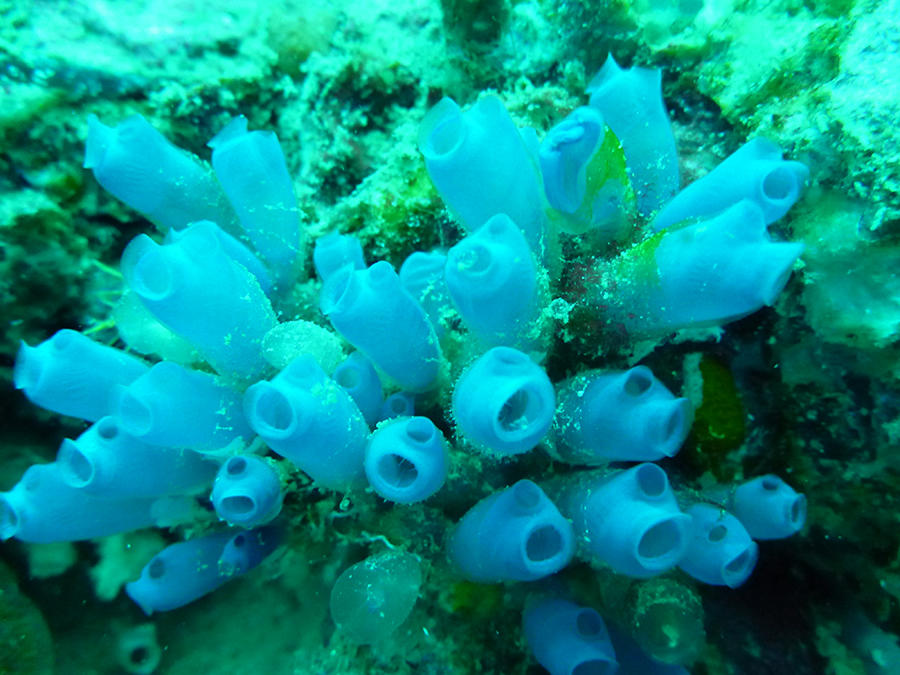 Sea squirt underwater.