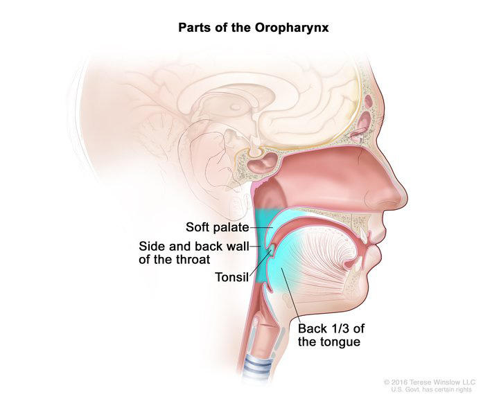 An illustrated cross section titled “Parts of the Oropharynx.” A side view of the head labels the soft palate, back 1/3 of the tongue, tonsil and side and back wall of the throat. 