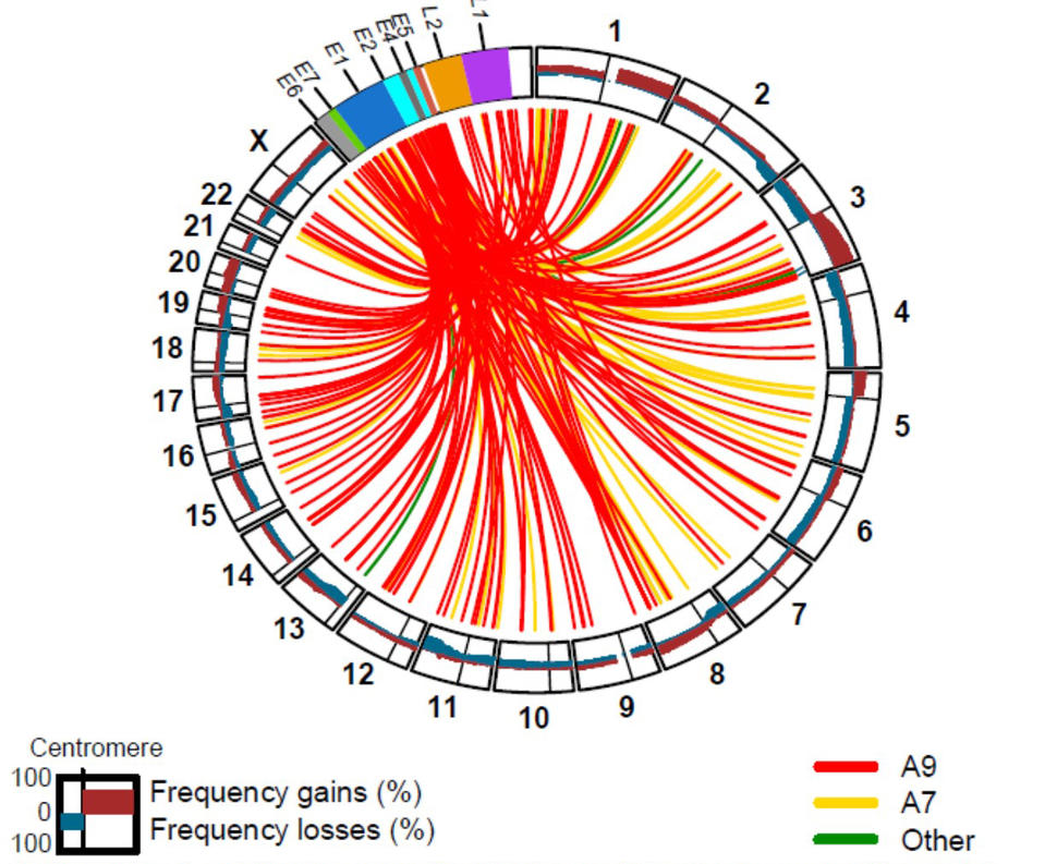Circos plot, which is a circular diagram illustrates genetic information, with chromosomes numbered 1 through 22 and X around the perimeter. Colored lines in red, yellow, and green connect various points within the circle, representing genetic linkages or variations. A color key indicates red for "A9," yellow for "A7," green for "Other," and visualizes frequency gains and losses.