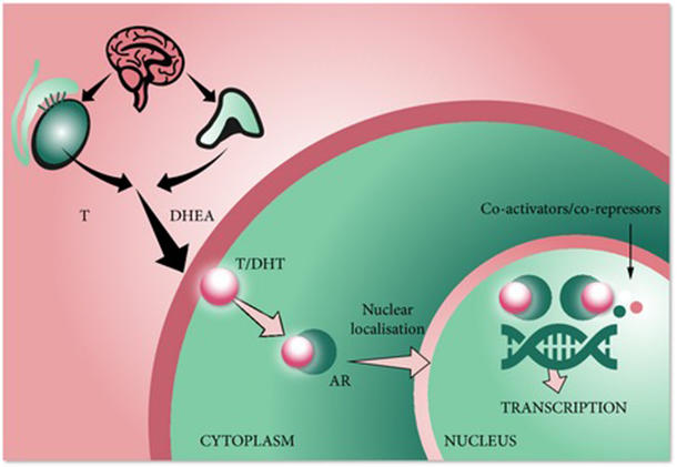 A diagram showing an androgen receptor in the cell. Outside the cell, a brain and two organ diagrams, linked by arrows, point to the outside of the cell, with “T” and “DHEA” labeled. Inside the cytoplasm, a small circle labeled T/DHT points to the AR circle, which has an arrow pointing from it to the nucleus labeled “Nuclear localization.” Inside the nucleus are circles, labeled Co-activators/co-repressors above a DNA strand with an arrow coming from the strand that says Transcription.