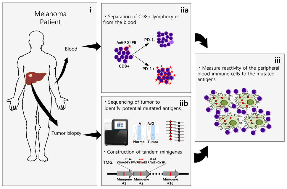 A four-panel infographic. The first panel is titled Melanoma Patient, with blood and tumor biopsy labeled on a man’s silhouette. The blood label points to a panel titled “separation of CD8 + lymphocytes from the blood”. The tumor biopsy label points to a panel titled “sequencing of tumor to identify potential mutated antigens”. These two panels point to a final panel about the measurement of reactivity of peripheral immune cells to mutated antigens.