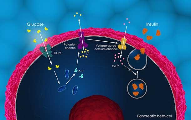 Illustration of insulin secretion in a pancreatic beta cell showing glucose uptake, ATP production, potassium and calcium channel activation, and insulin release.