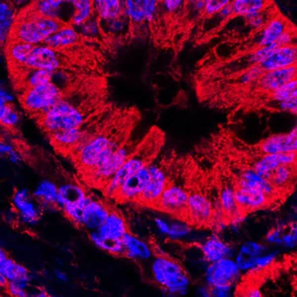 An irregular donut-shape (mitochondria) is mostly red with some blue highlights on a black background.