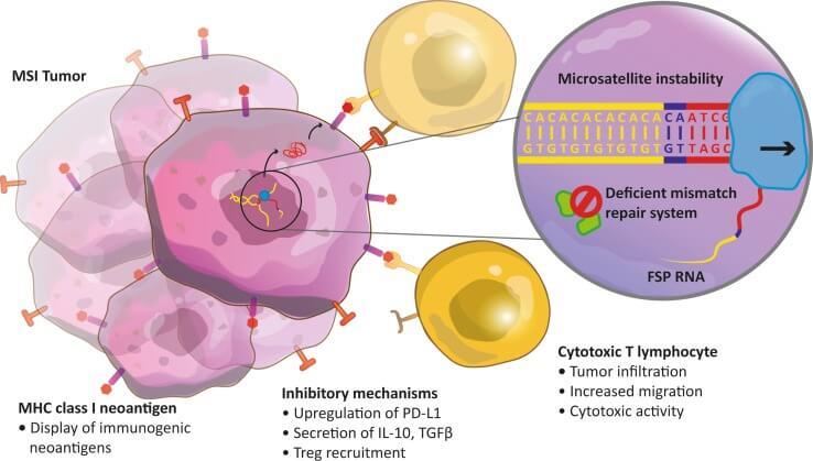 Illustration of an MSI tumor showing immune response, mismatch repair deficiency, and microsatellite instability with interactions between tumor cells and T lymphocytes.
