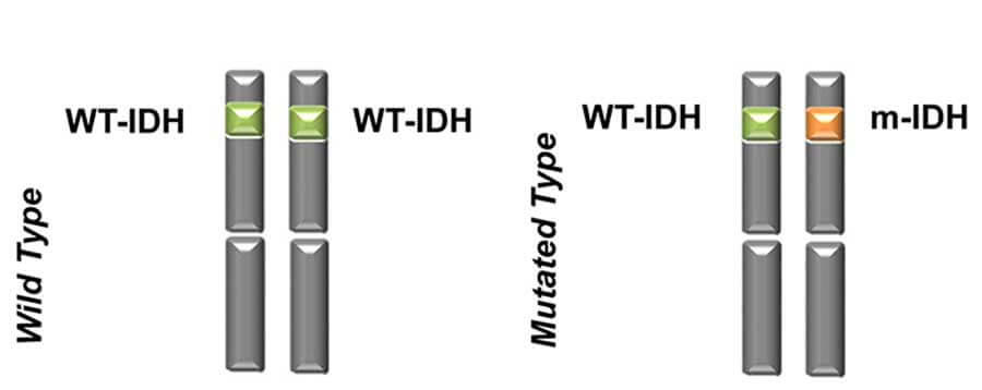 Diagram comparing wild-type and mutated IDH genes. The wild type shows two normal WT-IDH alleles, while the mutated type shows one WT-IDH and one mutated m-IDH allele.