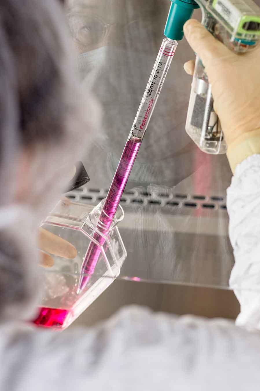 Laboratory researcher using a pipette to draw up a pink-colored liquid from a glass flask in a sterile laboratory environment