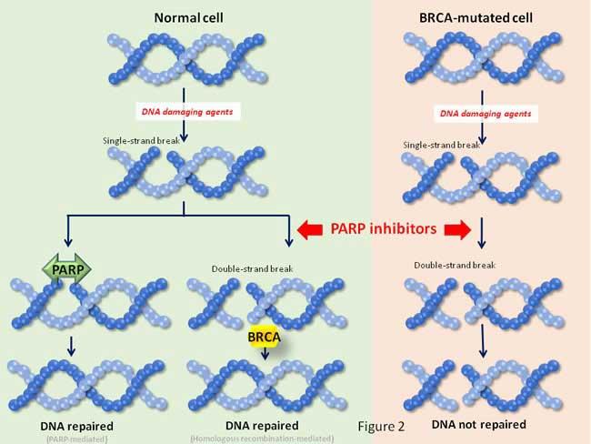 Diagram showing how PARP inhibitors block DNA repair in BRCA-mutated cells, leading to cell death.
