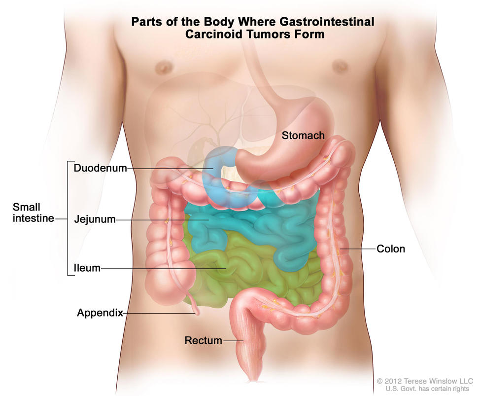 An illustration of the gastrointestinal system labeling the stomach, colon, rectum, appendix and small intestine. The small intestine section further labels the duodenum, jejunum, and ileum.