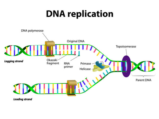 Illustration of DNA replication showing the leading and lagging strands forming from the parent DNA.