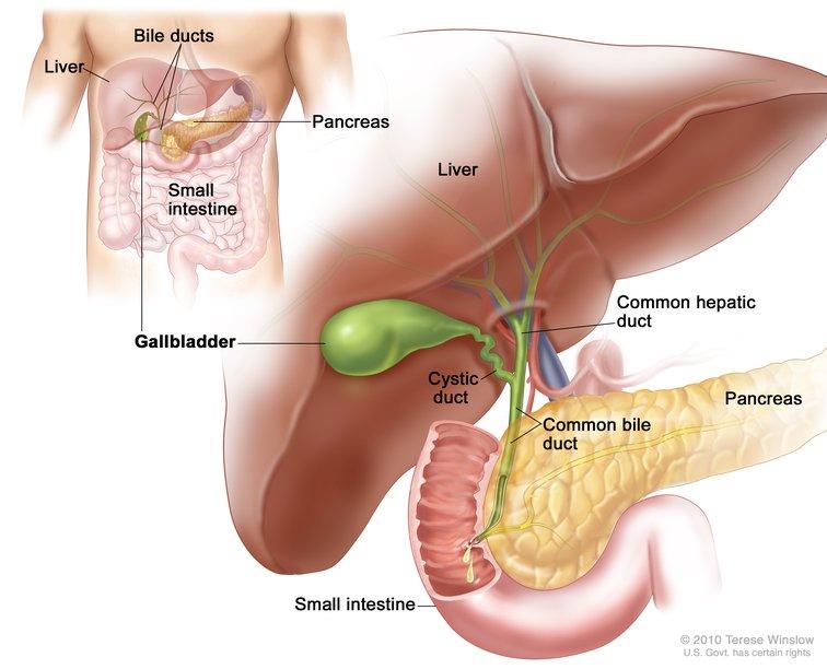 A dual illustration of the gastrointestinal system and the gallbladder with surrounding organs. The gastrointestinal diagram is smaller and labels the bile ducts, pancreas, small intestine, gallbladder, and liver. The label gallbladder then points to the larger illustration, which labels the gallbladder, liver, common hepatic duct, pancreas, common bile duct, cystic duct and small intestine.