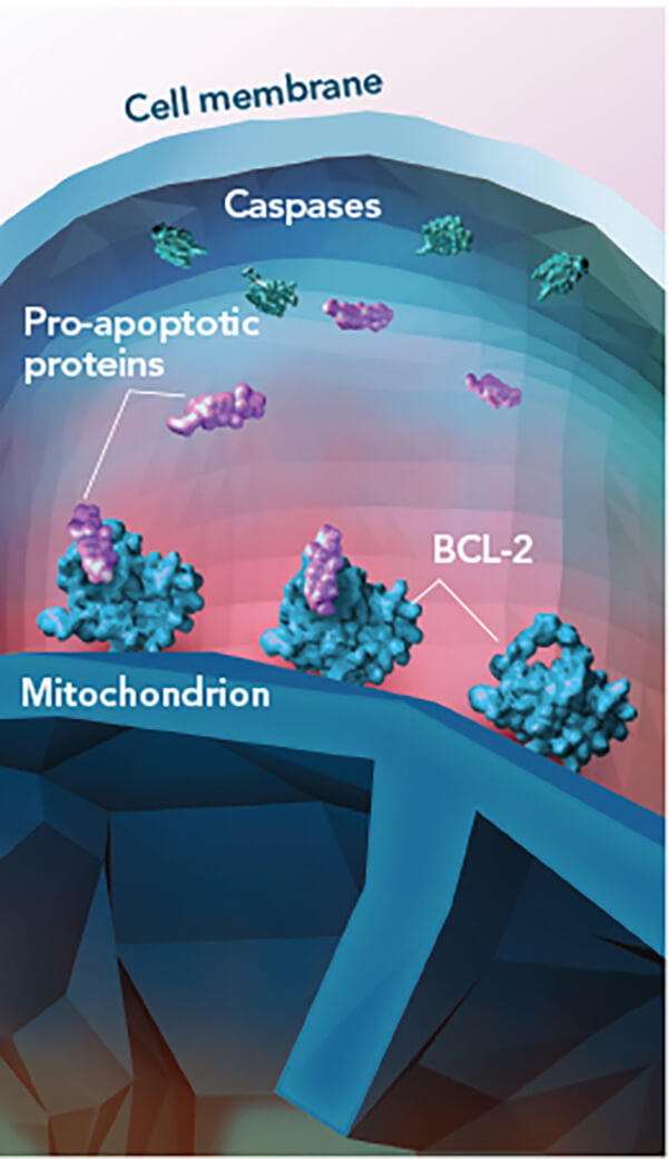 Illustration of venetoclax inhibiting the BCL-2 protein, promoting cancer cell death in chronic lymphocytic leukemia.