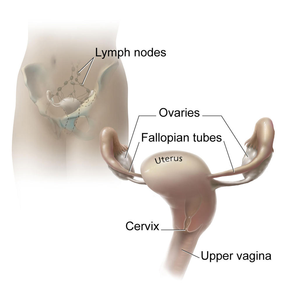 Anatomy of cervix, uterus, and fallopian tubes.