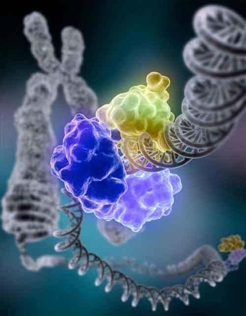 Purple and greenish enzymes surround a grayscale strand of DNA