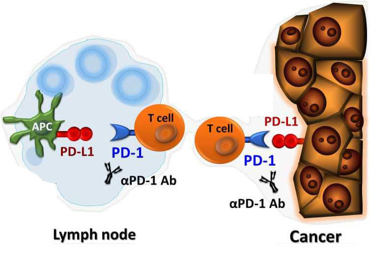 Diagram showing how PD-1 inhibitors block the interaction between PD-1 on T cells and PD-L1 on cancer or antigen-presenting cells to improve immune response.