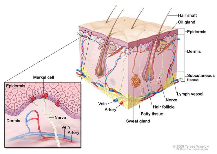Illustration of a cross-section of human skin showing three layers: epidermis, dermis, and subcutaneous tissue. The image includes hair shafts, oil glands, hair follicles, sweat glands, veins, arteries, nerves, and lymph vessels within the dermis and subcutaneous layer. An inset highlights the epidermis with Merkel cells, along with veins, arteries, and nerves in the dermis.