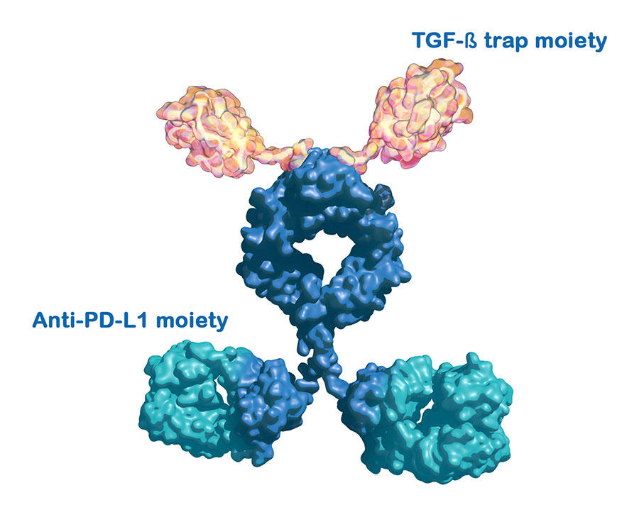 3D model of a bifunctional molecule showing anti-PD-L1 moiety and TGF-β trap moiety used in cancer immunotherapy.