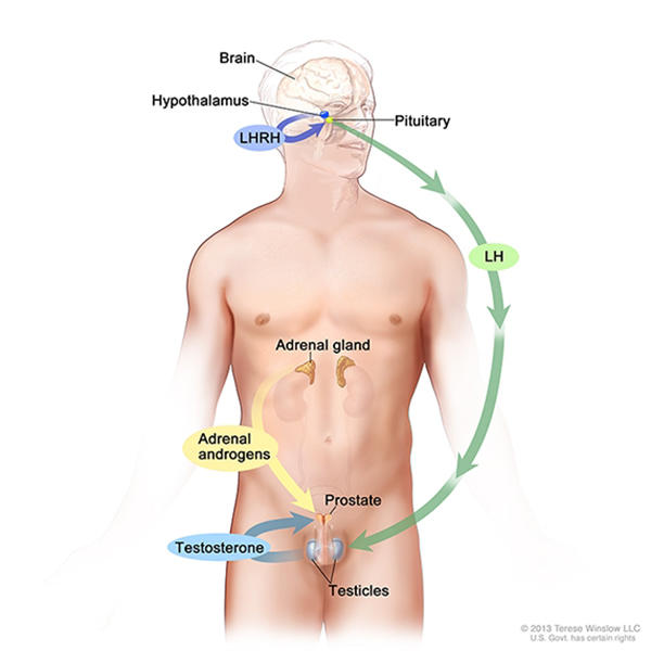 Illustration of the male endocrine system focusing on hormone regulation. It shows the brain, hypothalamus, and pituitary gland producing LHRH, which stimulates the release of LH. Arrows indicate the feedback loop of hormone regulation within the body.