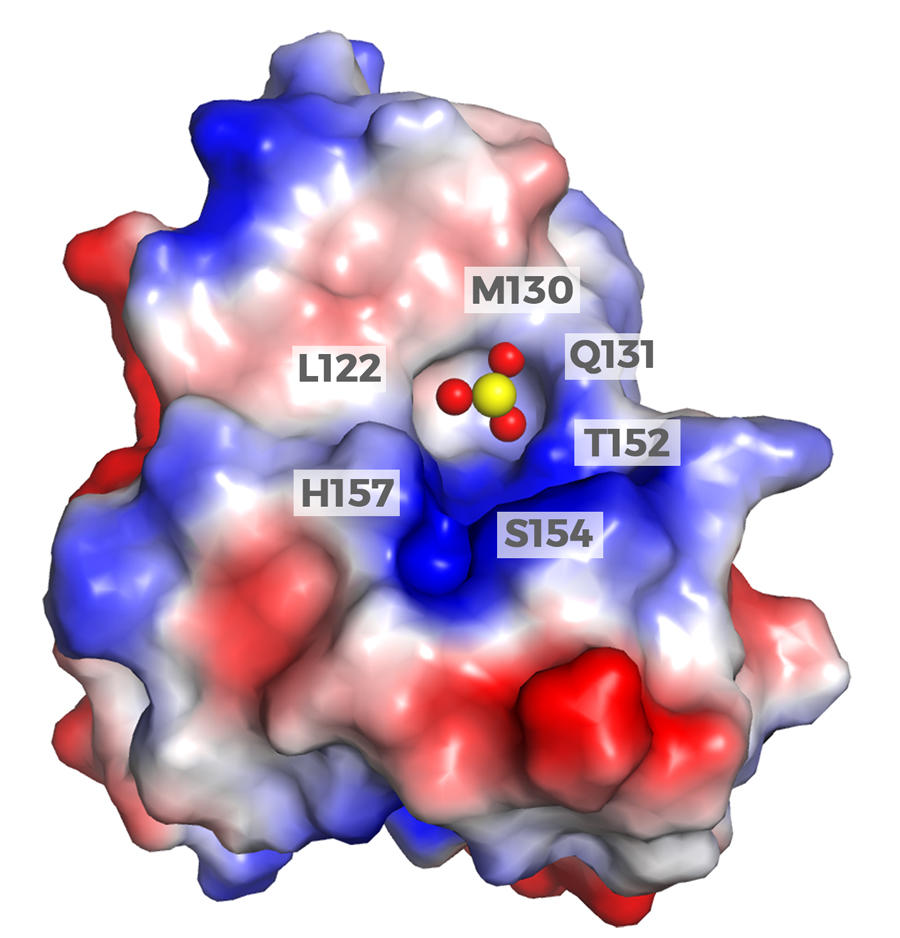 A model representing the crystal structure of arsenic (red and yellow spheres) interacting with and inhibiting the activity of the Pin1 protein (red, white, and blue).