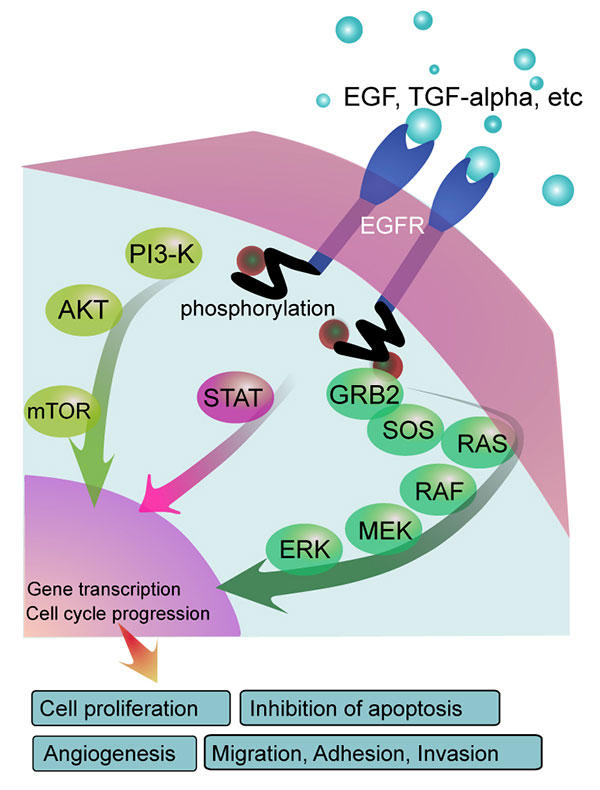 Two shapes labeled “EGF, TGF-alpha, etc” next to two crab-claw shapes clutching spheres. A line leads from each shape under a layer titled EGFR. Under the EGFR layer, the end of the lines say phosphorylation. There are three pathways: one with three labeled circles, another with one circled labeled STAT, and another with six labeled circles. The pathways all have arrows pointing to a circle labeled gene transcription and cell cycle progression. 