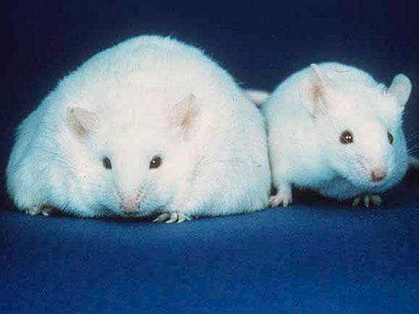 Two white lab mice next to each other on a blue surface. The mouse on the left is about two to three times the width of the one on the right.