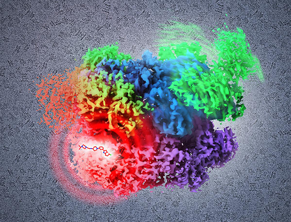 Protein p97 trapped by inhibitor molecule in 3D structure