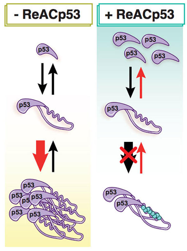 A two-panel illustration. The left has the header “- ReACp53” and the right “+ ReACp53”. On the left side, it shows one comma shape, labeled p53, become larger and then more copies appear. On the right side, multiple comma shapes also become a larger shape, and then only two shapes are below that. It shows the + ReACp53 side stopping aggregation.