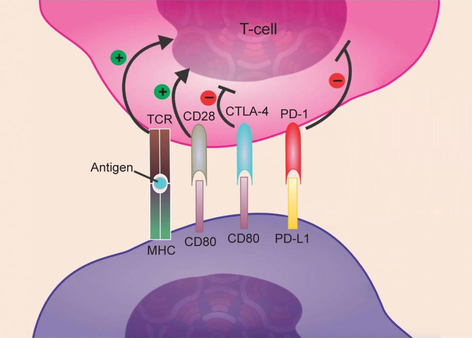 Interaction between a T cell and cancer cell with atezolizumab. Four shapes link the two cells. The first is labeled TCR in the T cell and MHC in the cancer cell. Antigen is also labeled in the center. The second has CD28 for the T cell, CD 80 for the cancer cell. The third has CTLA-4 and CD80, and the four has PD-1 and PD-L1 in the T and cancer cell regions respectively. Arrows with plus signs point at the T cell from the TCR and CD28 connectors; the CTLA-4 and PD-1 connectors have a minus sign.