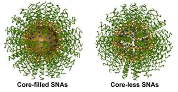 Two types of gold nanoparticles spiked with spherical nucleic acids. The left is labeled core-filled SNAs, the right core-less SNAs. They look the same except the core-filled SNA has a golden-brown center whereas the core-less has a white center with a golden-brown outside.