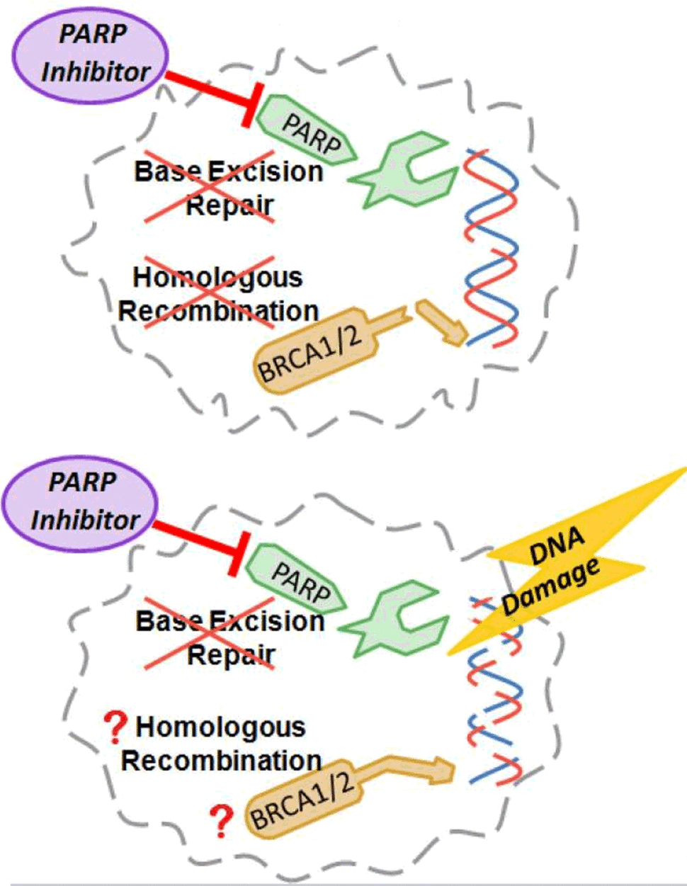 Illustration of PARP Inhibitor Cancer Cells