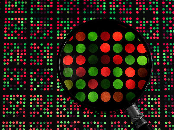 A grid of DNA segments, called a microarray.
