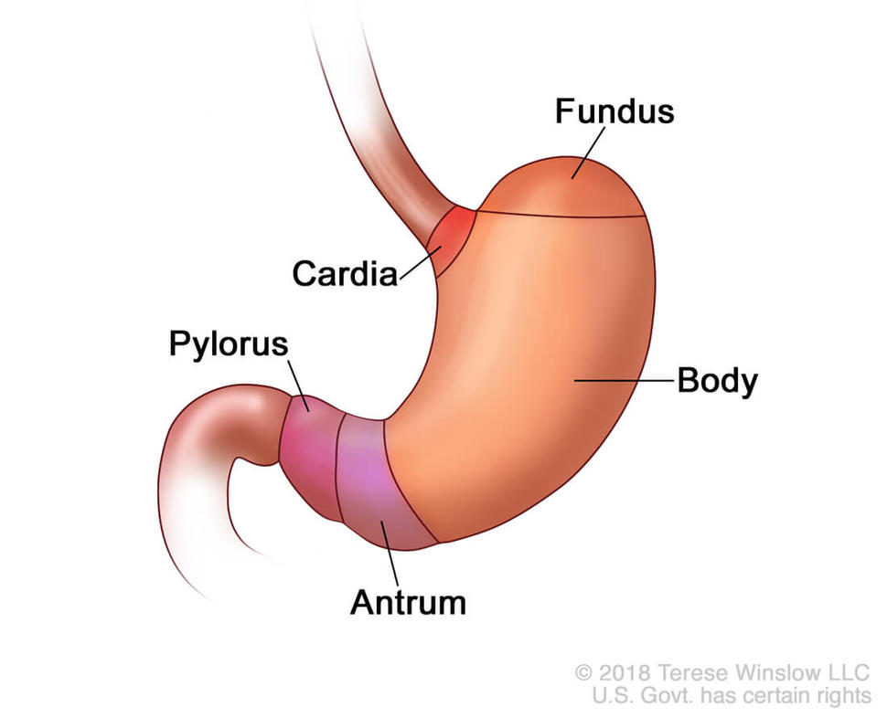 Illustration of a human stomach labeled with its different parts. The stomach is a J-shaped organ with the following labeled sections: Fundus: the upper curved part of the stomach. Cardia: the area where the contents of the esophagus empty into the stomach. Body: the main central region of the stomach. Antrum: the lower portion of the stomach. Pylorus: the section that connects the stomach to the small intestine.