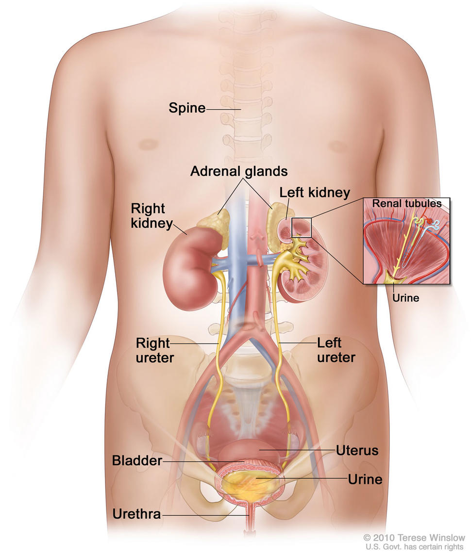 An illustration of the female urinary system with a focus on the torso. Labeled body parts include the spine, adrenal glands, left and right kidneys, left and right ureters, uterus, bladder, urine and urethra. A box on the left kidney insets to a larger diagram showing fluid in the renal tubules becoming urine.