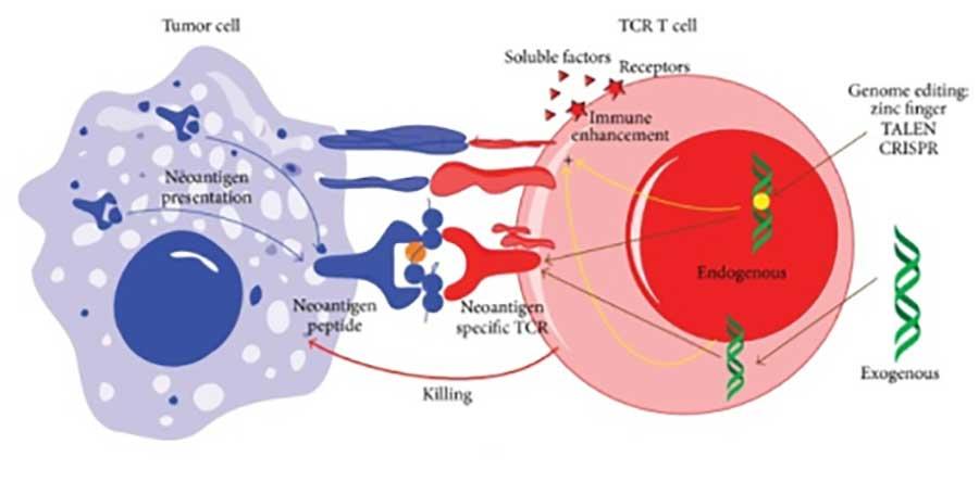 Immune cell (pink and red) killing a tumor cell (blue) expressing neoantigens.