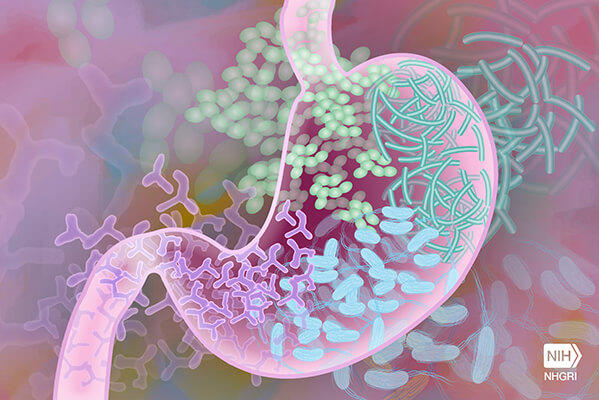 Colorful illustration of a stomach with various bacteria depicted in different shapes and colors.