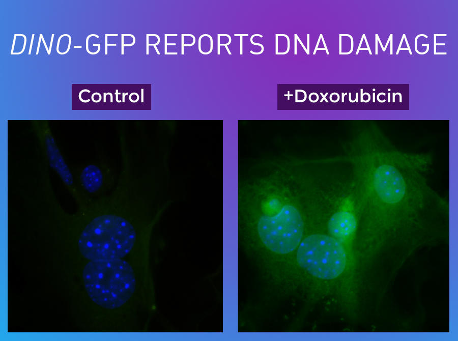 Images of human fibroblast cells in their resting state and same cells after exposure to DNA-damaging chemotherapy.