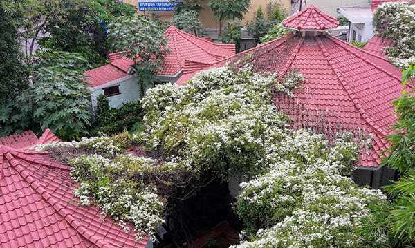 An aerial view of buildings with red-tiled roofs partially covered in dense, flowering vines and surrounded by lush greenery. 