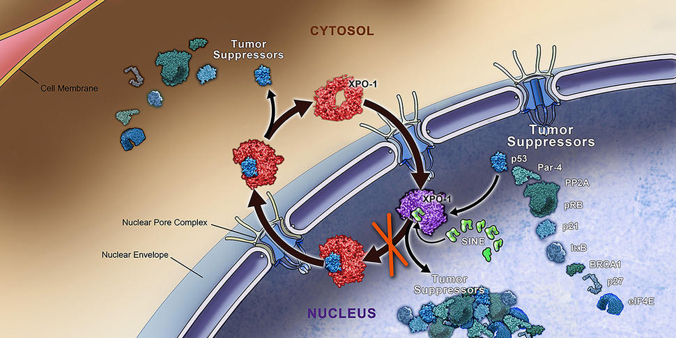 Scientific illustration showing the transport pathway of tumor suppressors between the cell cytosol and nucleus. The diagram depicts XPO-1 proteins (in red) shuttling tumor suppressor proteins (in various blue/green shades) through the nuclear pore complex. Several tumor suppressors are labeled, including p53, p21, and BRCA1, with arrows showing their movement between cellular compartments