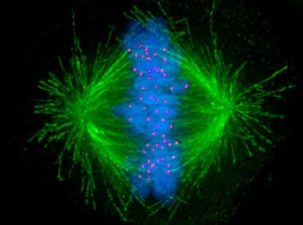 A fuzzy blue area with red dots is in between two green half-spheres. The half spheres are made of thin green lines (microtubules). The outside of each sphere has additional green lines emitting in the opposite direction.