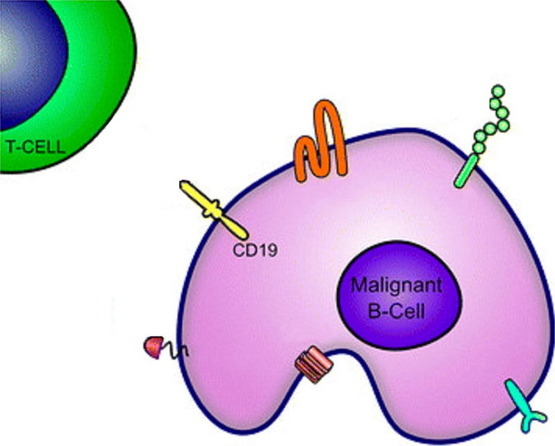 A T cell in the top left is labeled and composed of a blue inner core and green outer core. On the lower right, a kidney-shaped malignant B cell has a small purple core contained in a larger pink area. There are different shapes along the exterior of the B cell, with one yellow shape - which is long and yellow with rounded ends - labeled CD19.