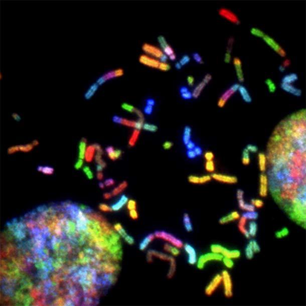 Fluorescent microscopy image shows colorful chromosomes scattered across a dark background. Each chromosome glows in bright hues of red, green, blue, and yellow, indicating different genetic markers. Two large, multi-colored circular structures are visible, representing cell nuclei, adding a striking contrast to the intricate chromosome patterns.