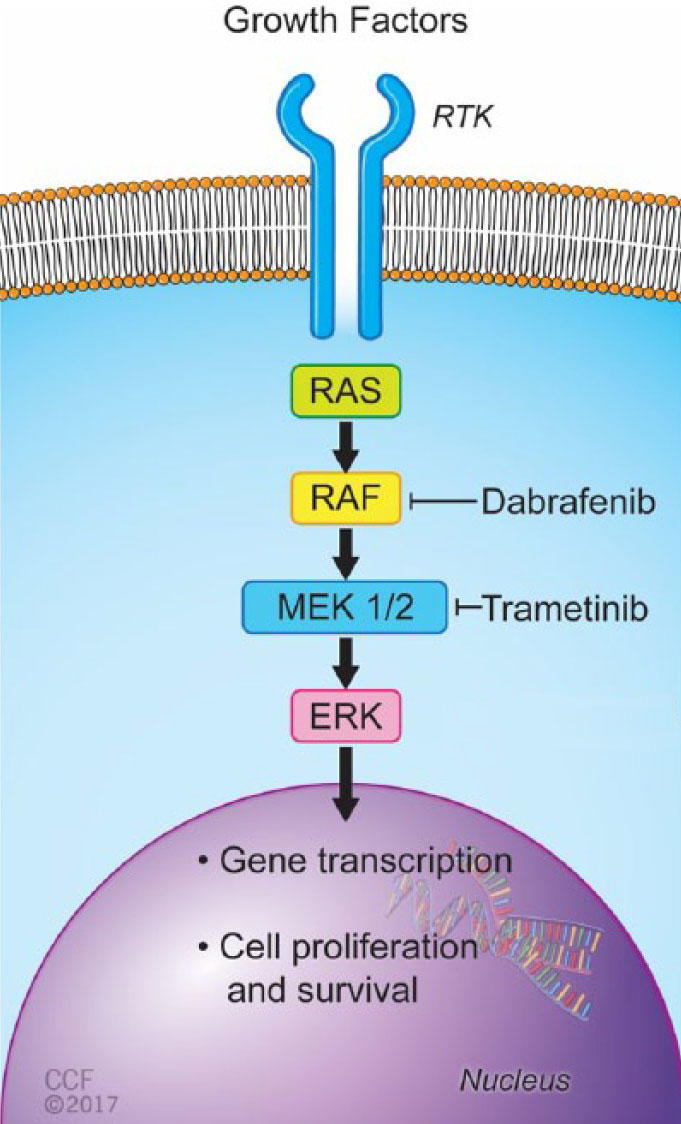 MAPK pathway diagram showing RTK to ERK signaling.