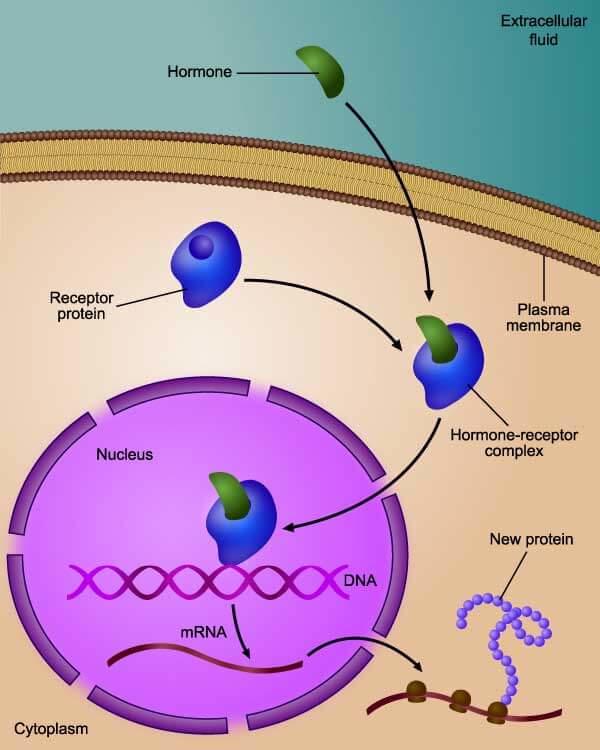 Illustration showing how Fulvestrant blocks and degrades estrogen receptors in breast cancer cells to slow tumor growth.
