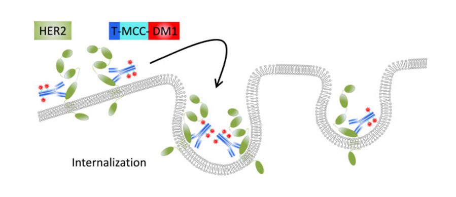 Diagram illustrating how T-DM1 antibody-drug conjugate works by binding to HER2 receptors on cancer cells, followed by internalization and release of the emtansine drug payload inside the cell.